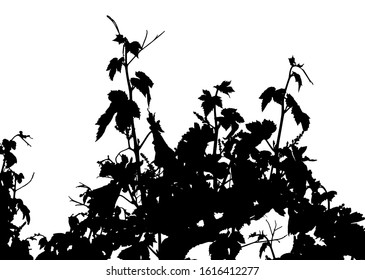 Vector illustration of vine leaves branches. Sarments, vine shoots, tendrils. Vineyard leaves. Drawing silhouette.