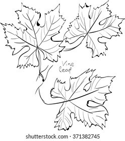 Vector illustration of vine leaves.Black and white graphic. Hand drawing, suitable for textile printing and coloring books.