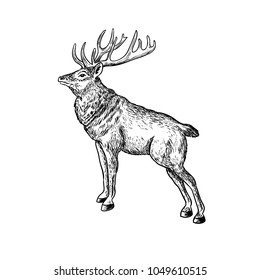 Vector illustration of vintage black and white deer in isolated background.