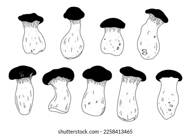 Vector illustration of vintage fungus. Set of king oyster mushrooms. Line gourmet drawing collection of asian food. Healthy style of nutrition