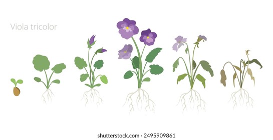 Ilustración vectorial de las etapas de crecimiento floral de Viola tricolor. Cuidar las plantas. Incluir plantas marchitas y secas