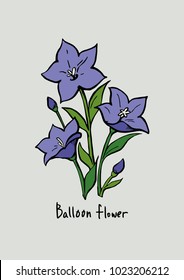 Vector Illustration. Violet Balloon flowers illustration with color.