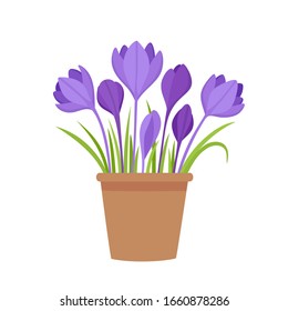 Vektorillustration Illustration von violetten Crocus Blumen in Topf mit Blättern einzeln auf Weiß. Cartoon erste Frühlingsblume verwendet für Magazin, Poster, Webseiten.