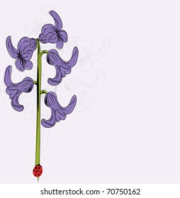 Vector illustration of violet Hyacinth flower