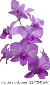 vector illustration of a violet orchid flower on a white background