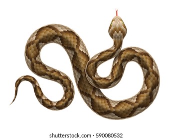 Vector illustration of viper snake isolated on white background.