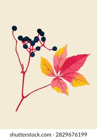 A vector illustration of a Virginia creeper vine featuring a brilliant red and gold autumn leaf and a cluster of dark blue berries.