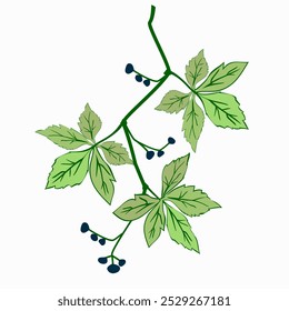 Vector - ilustración de enredadera de Virginia, Plantilla de acuarela.