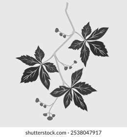 Vector - illustration of virginia creeper, watercolor template.