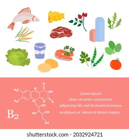 Vector illustration Vitamin B2 sources. Healthy food containing riboflavin enriched with vitamins. Proper natural nutrition, dietetic organic products. Dairy products Meat Greens Vegetable Fish Cheese