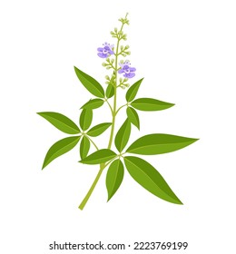 vector illustration, vitex negundo plant, herbal plant, isolated on a white background.