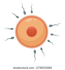 Ilustración vectorial de la fertilización in vitro, inseminación artificial y fertilización que muestra la inyección de espermatozoides en óvulos ideales para la salud reproductiva