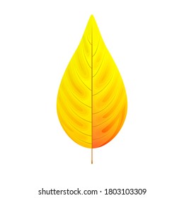 Vektorgrafik von hellgelbem und rotem Herbstblatt einzeln auf weißem Hintergrund. Blumenelement.