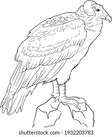 vector illustration of a vulture standing on a rock
