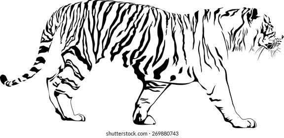 Vector illustration of walking tiger. Abstract solated on white background