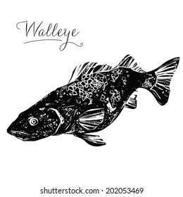 Vector illustration of a Walleye