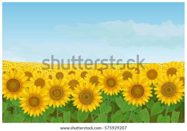 Vector Illustration Wallpaper Background Landscape Sunflowers Stock ...