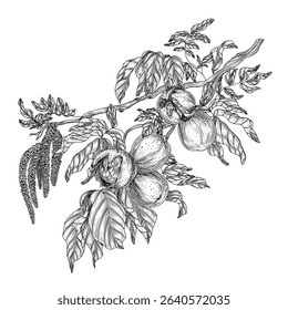 Vector illustration of a walnut branch in engraving style.  Nut graphic tree. Linear healthy snack decoration for packaging, labels, banners
