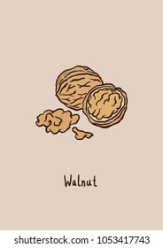 Vector Illustration. Walnut illustration with color.