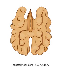 Vector illustration of walnut isolated on white background