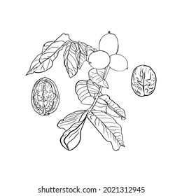 Vector illustration of walnut, walnut leaves isolated. Blank walnut for designer logo, icon, label