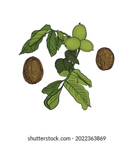 Vector illustration of walnut, walnut leaves isolated. Blank walnut for designer logo, icon, label