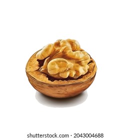 vector illustration of a walnut painted in watercolor on a white background