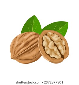 Vector illustration, walnut in shell, suitable as label or template, agricultural product packing.