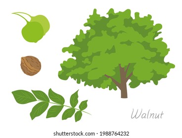  Vector Illustration Of Walnut Tree And Its Parts.