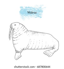 Vector illustration of Walrus. Isolated. Hand drawn ink pen art.