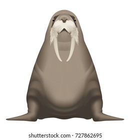 Vector illustration of walrus. Realistic Arctic Animal Portrait - Isolated object and a white background on the separated layers
