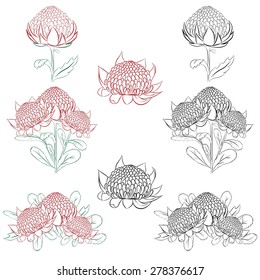 Vector Illustration Of Waratah Or Telopea. Australian Native Bush Flower. Color And Black And White Outline Isolated On White. 