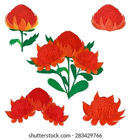 Vector Illustration Of Waratah Or Telopea. Australian Native Bush Flower. Set Of Various Flowers Isolated On White.