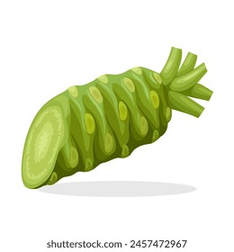 Vector illustration, wasabi or Japanese Horseradish, scientific name Eutrema japonica, isolated on white background.