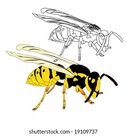 vector illustration "wasp"