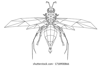 Vector illustration of a wasp. Abstract linear insect.