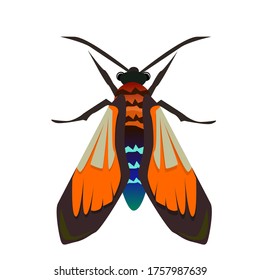 Vector illustration of a wasp moth isolated on a white background
