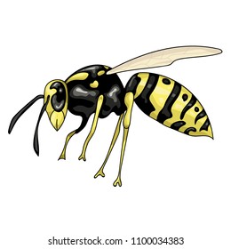 vector illustration with wasp on a white background isolated