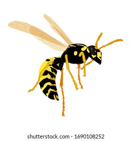 Vector illustration of a wasp on a white background in the style of realism.