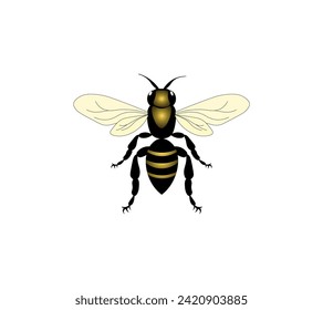 Vector illustration of a wasp on a white background, top view