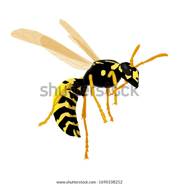 Vector Illustration Wasp On White Background Stock Vector (Royalty Free ...