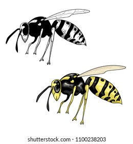 vector illustration a wasp planimetric and realistic on a white background