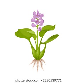 Vector illustration, water hyacinth or Eichhornia crassipes, isolated on white background.