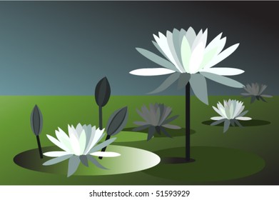 vector illustration of water lily