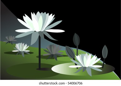 vector illustration of water lily