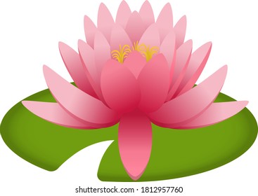 Vector illustration of a water lily flower.