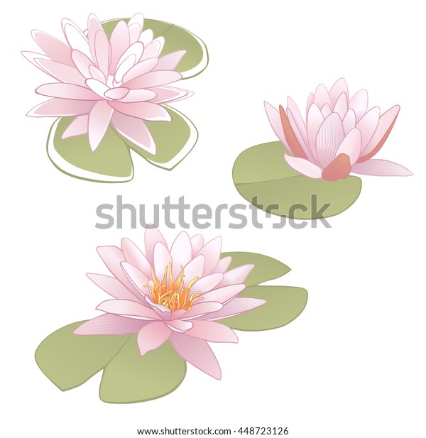 Vector Illustration Water Lily Nymphaeaceae Stock Vector (Royalty Free ...