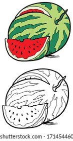 vector illustration of water melon fruit isolated on white background 