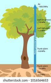 Vector illustration of the water uptake (bulk flow) in trees. Colourful plant biology picture.