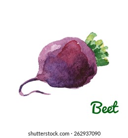 Vector illustration of watercolor beet